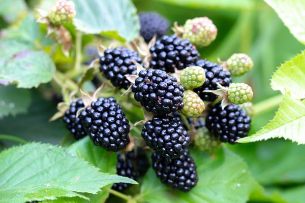 Blackberry Bush Removal in Lake City