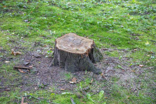 Bush Stump Removal in Lake City