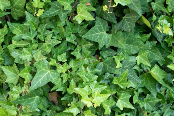 Cost of English Ivy Removal in Lake City