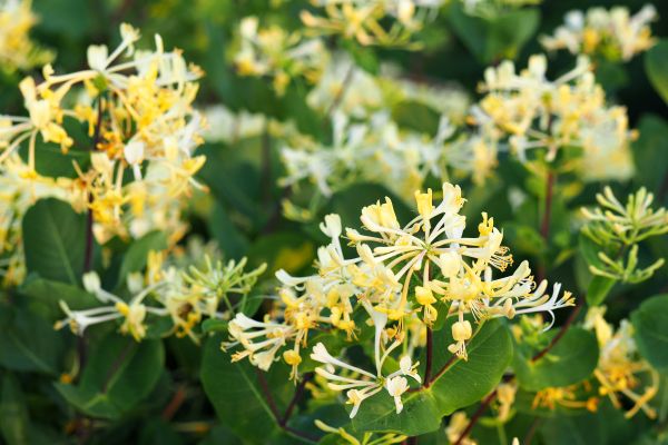 Cost of Honeysuckle Removal in Lake City