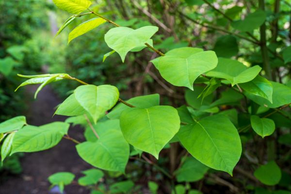 Cost of Invasive Plant Removal in Lake City