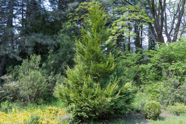 Cost of Juniper Pruning in Lake City