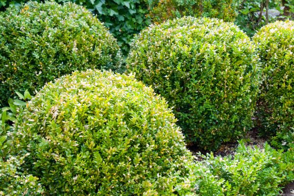 Cost of Landscape Trimming Service in Lake City