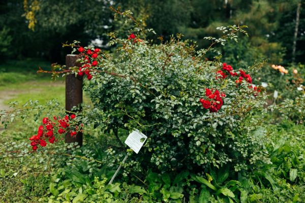 Cost of Rose Bush Removal in Lake City