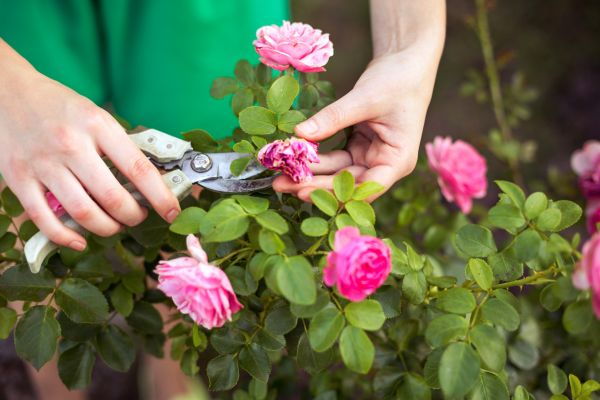 Cost of Rose Trimming in Lake City