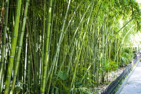 Cost of Bamboo Root Removal in Lake City
