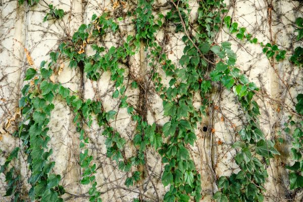 Cost of Vine Removal Service in Lake City