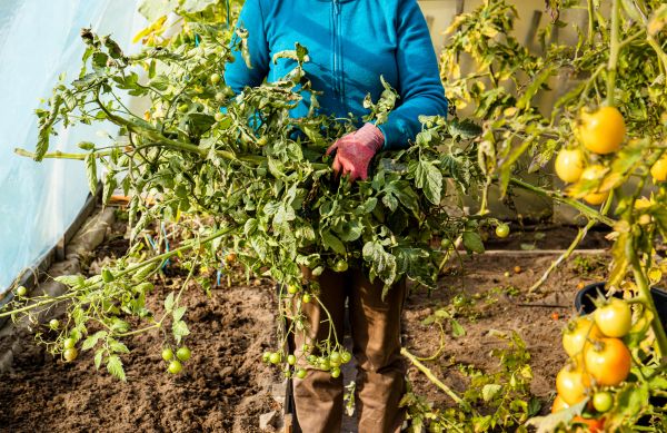 Cost of Garden Plant Removal in Lake City