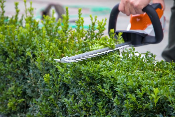 Hedge Shearing in Lake City