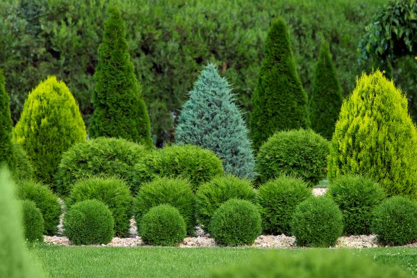 Cost of Shrub Shaping in Lake City