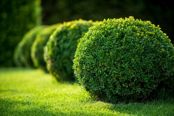 Cost of Bush Pruning in Lake City
