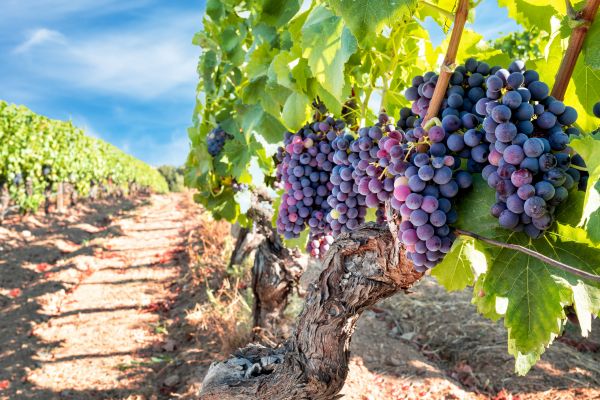 Cost of Grapevine Pruning in Lake City