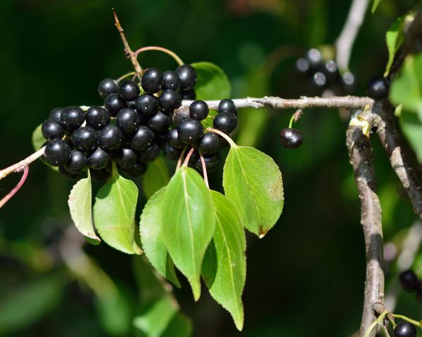 Cost of Buckthorn Removal in Lake City