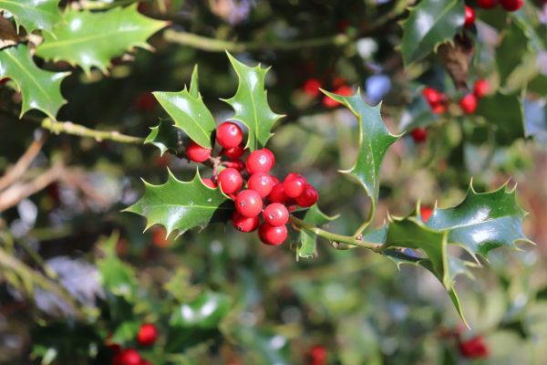 Cost of Holly Tree Trimming in Lake City