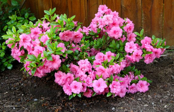 Cost of Azaleas Removal in Lake City