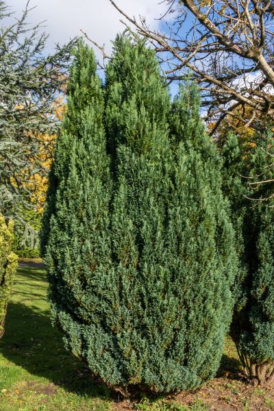 Cost of Juniper Trimming in Lake City