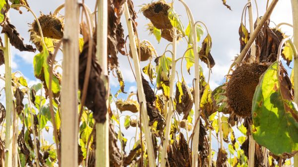 Cost of Dead Plant Removal in Lake City