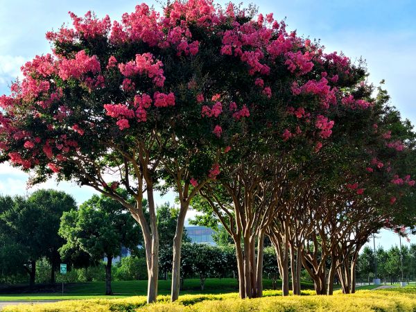 Cost of Crepe Myrtle Pruning in Lake City