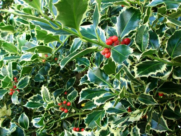Cost of Holly Bushes Trimming in Lake City
