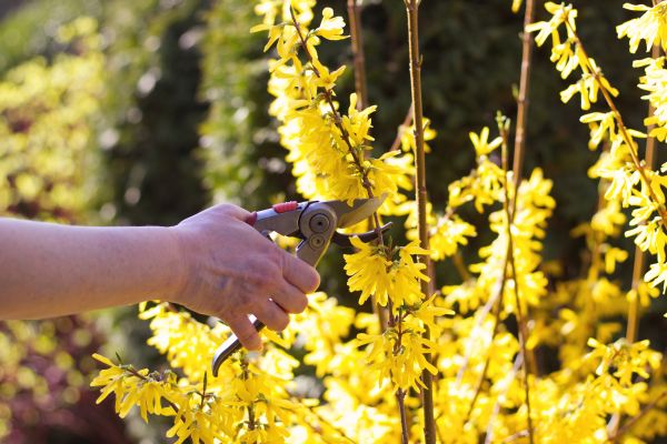 Forsythia Pruning in Lake City
