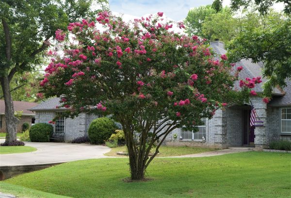 Crepe Myrtle Trimming in Lake City