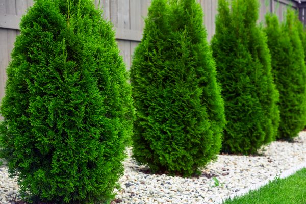 Cost of Arborvitae Removal in Lake City