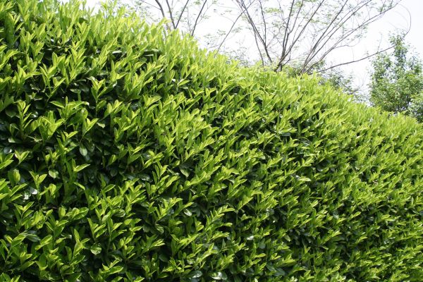 Cost of Laurel Shrub Removal in Lake City