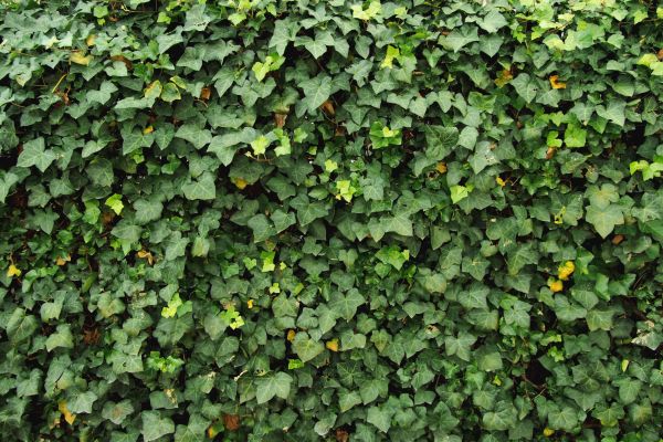 Cost of Ivy Pruning service in Lake City