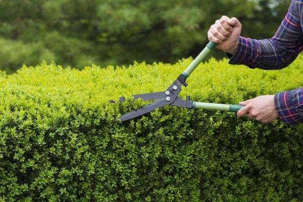 Cost of Evergreen Shrub Pruning in Lake City