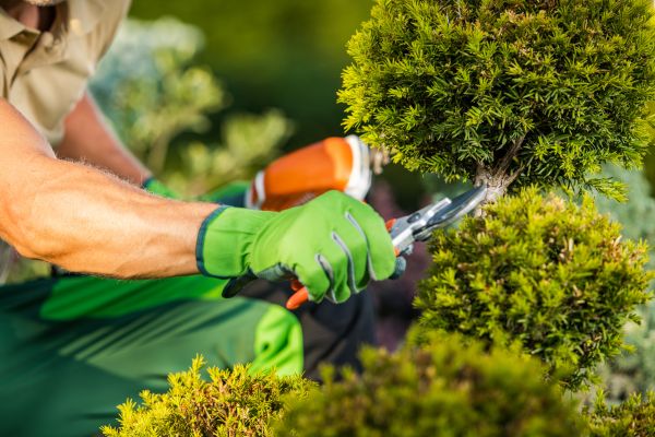 Cost of Landscape Pruning Service in Lake City
