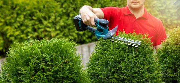 Cost of Hedge Shaping Service in Lake City