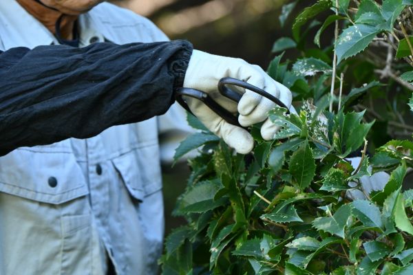 Holly Pruning in Lake City