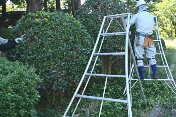 Cost of Holly Shaping in Lake City