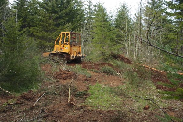 Cost of Shrubbery Clearing in Lake City