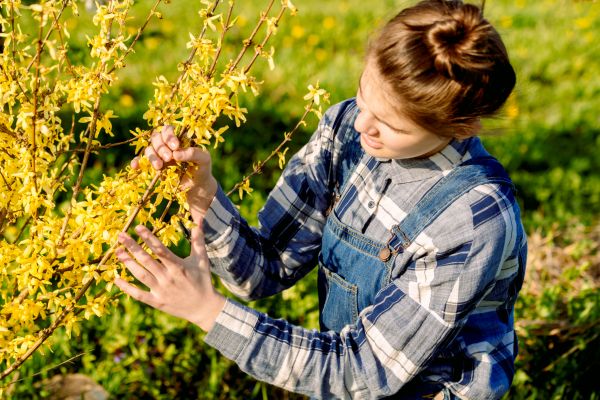 Cost of Forsythia Trimming in Lake City