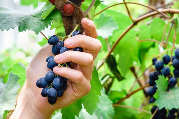 Cost of Vineyard Pruning in Lake City