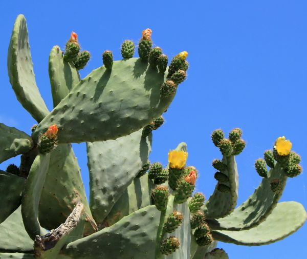 Cost of Cactus Removal in Lake City