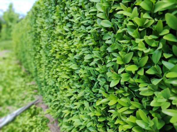 Cost of Boxwood Pruning in Lake City