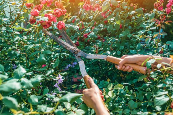 Knockout Roses Pruning in Lake City
