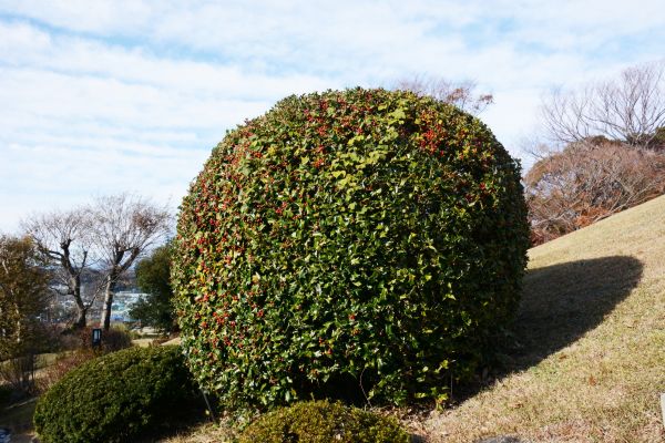Cost of Holly Shrub Pruning in Lake City