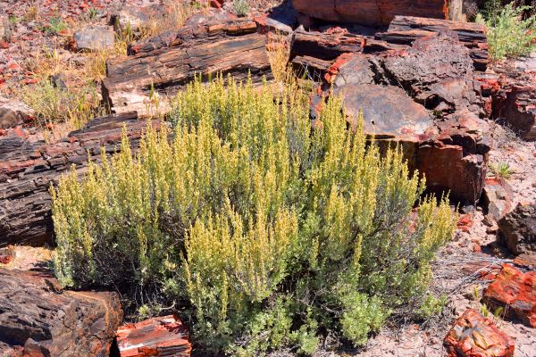 Cost of Sagebrush Removal in Lake City
