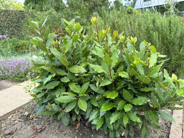 Cost of Laurel Hedge Trimming in Lake City