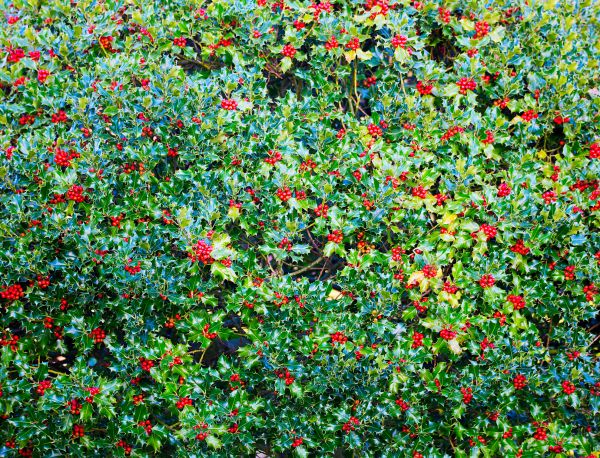 Cost of Holly Bush Removal in Lake City