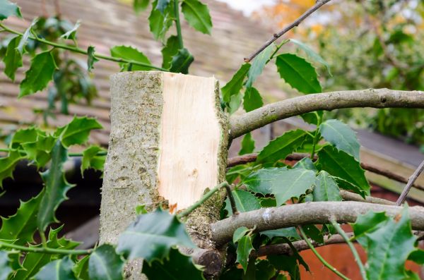 Cost of Holly Tree Removal in Lake City