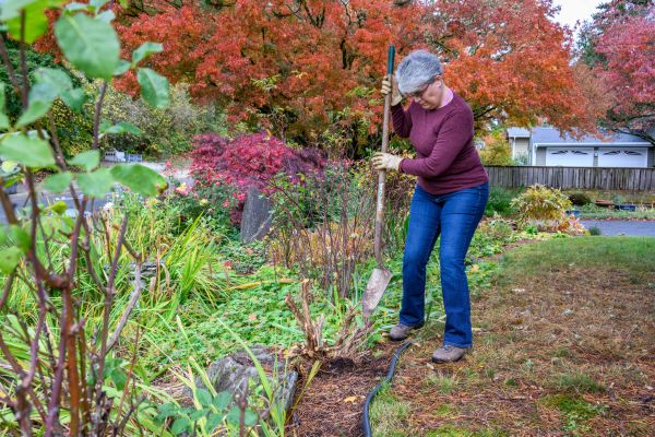 Cost of Dead Bush Removal in Lake City