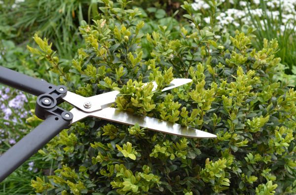 Cost of Boxwood Trimming in Lake City