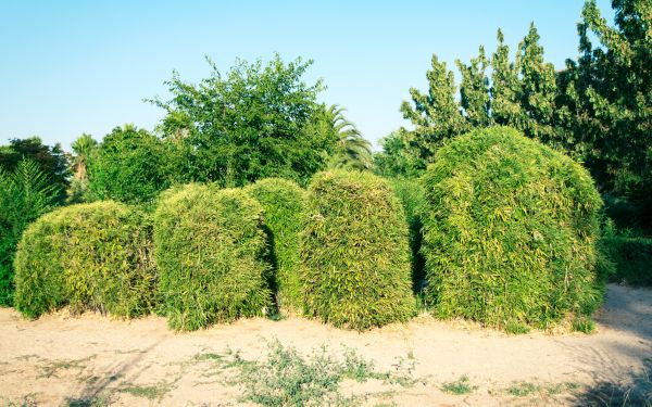 Cost of Bamboo Hedge Removal in Lake City