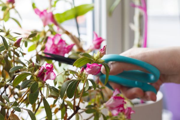 Azalea Pruning in Lake City
