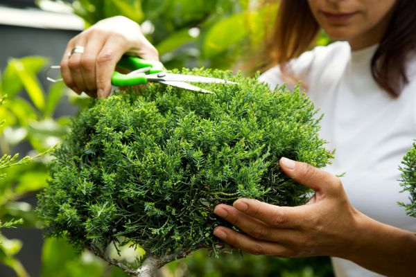 Cost of Juniper Shrub Pruning in Lake City