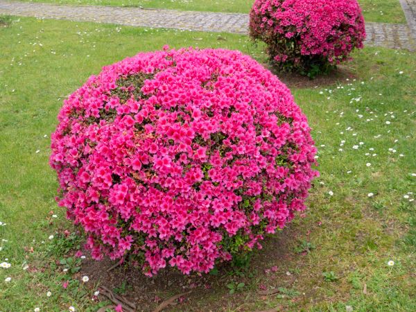Cost of Rhododendron Pruning in Lake City